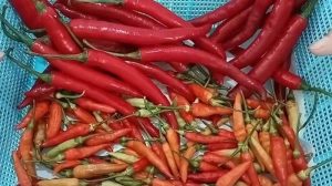 Cara Menyimpan Cabai Agar Tahan Hingga Satu Bulan Panduan Lengkap Untuk Dapur Praktis