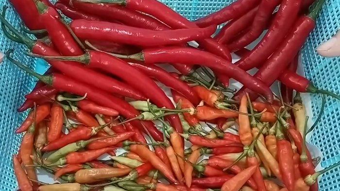 Cara Menyimpan Cabai Agar Tahan Hingga Satu Bulan Panduan Lengkap Untuk Dapur Praktis