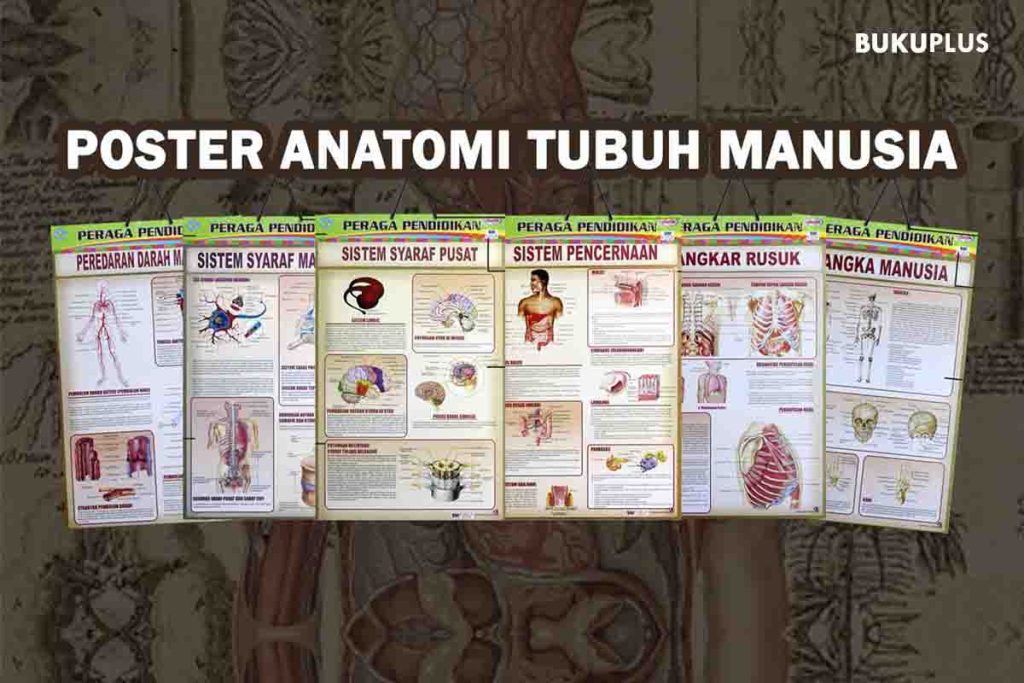 Manfaat Belajar Tentang Anatomi Tubuh Manusia Sejak Dini Fondasi Kesehatan Dan Kecerdasan Anak