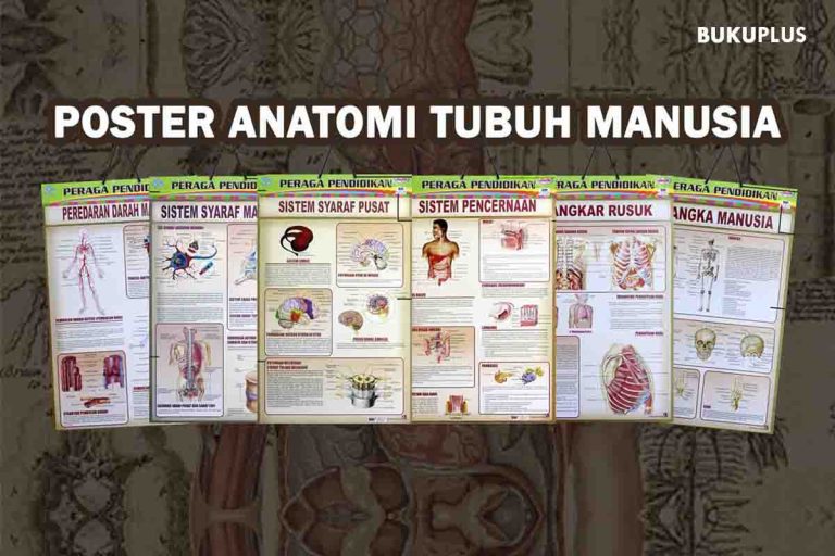 Manfaat Belajar Tentang Anatomi Tubuh Manusia Sejak Dini Fondasi Kesehatan Dan Kecerdasan Anak